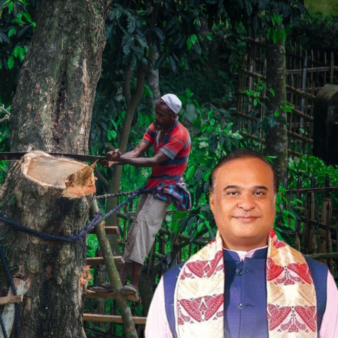 Over 2,500 Trees Cut For NH-37, Alarmed Citizens Write To Assam CM