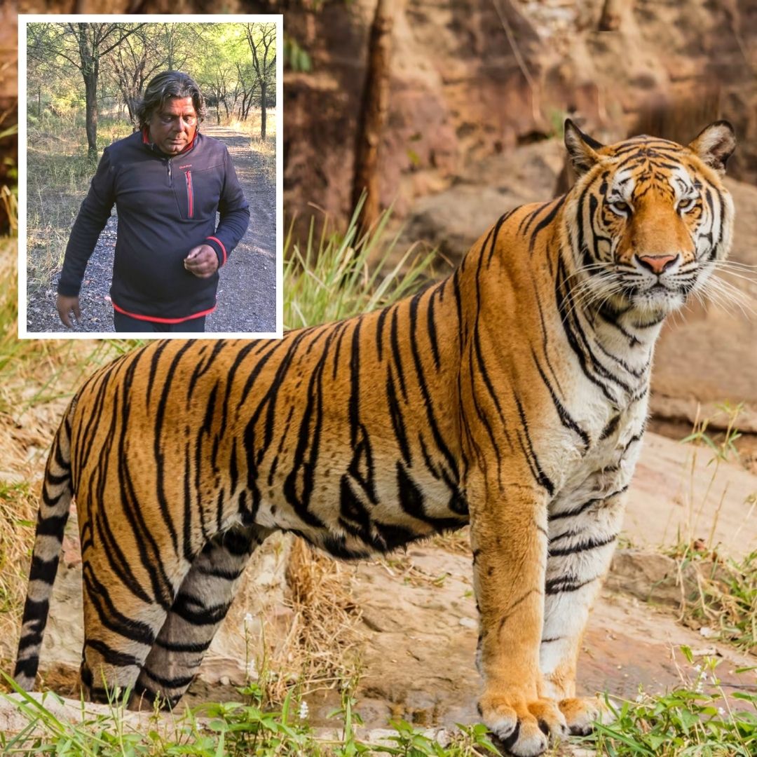 Meet Couple Who Purchased Land Near Ranthambore Tiger Reserve To Let Forest, Wildlife Regenerate