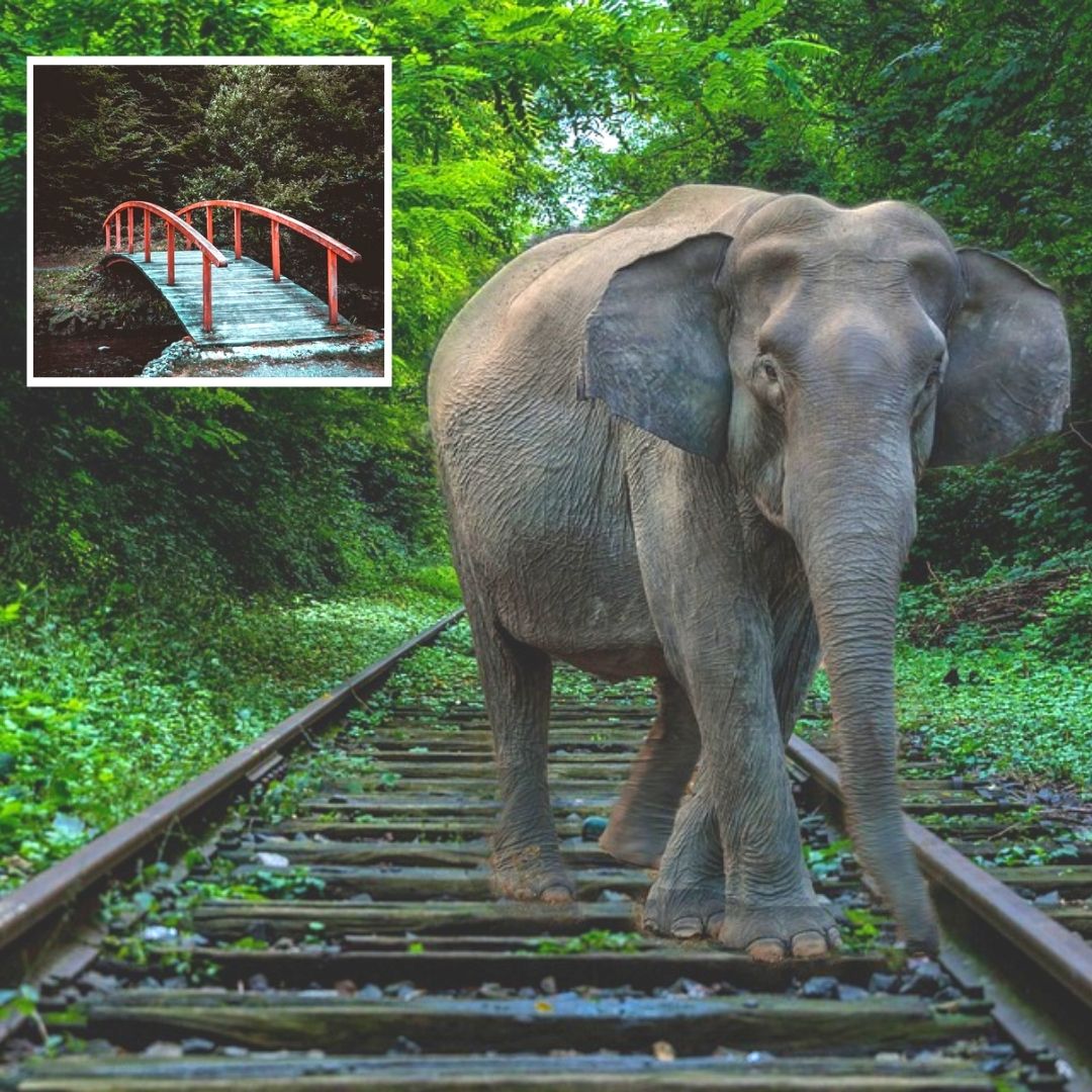 Odisha Plans Its First Animal Overpass In Kapilash Wildlife Sanctuary To  Ensure Safe Passage For Fauna