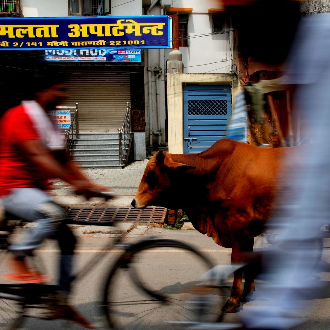 Madhya Pradesh: Two Tribal Men Beaten To Death On Suspicion Of Cow Slaughter In Seoni