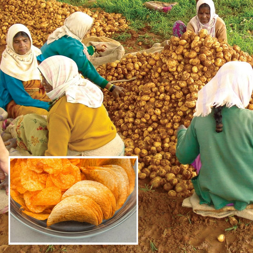 Uttar Pradeshs Potato-Rich Firozabad Gets Its First All Women-Led Chips Company