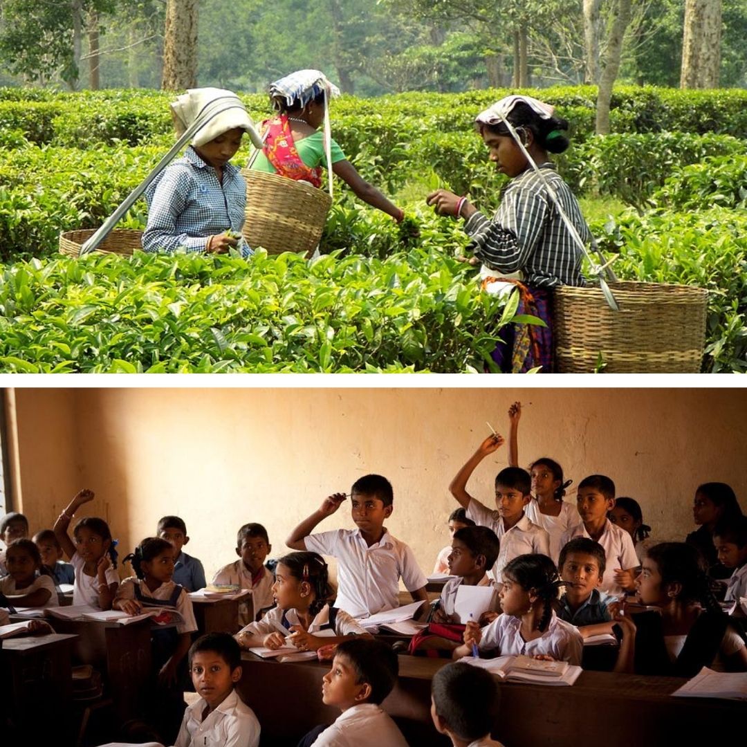 Historic! In A First, Assams Tea Gardens Get High Schools In 75 Years Of Indias Independence