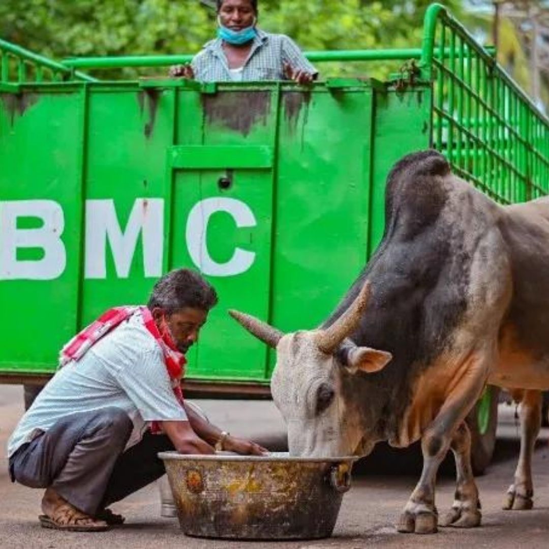 Odisha: BMC Plans To Launch Ambulance-Like Vehicle For Street Animals  Needing Medical Attention