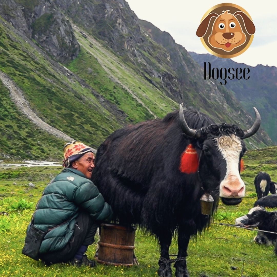 This Startup Helps 20,000 Villagers In Himalayas Earn Livelihood From Yak & Cow Milk