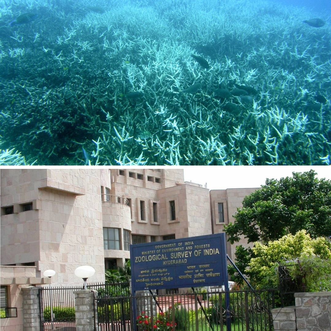 Climate Change Causes Massive Coral Bleaching In Andaman, Warns Zoological Survey Of India