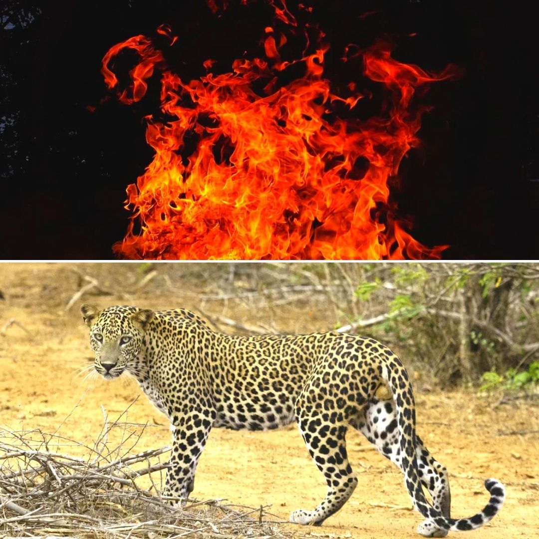 Uttarakhand: Furious Mob Burns Alive Leopard Caught By Forest Officials, FIR Registered Against 150
