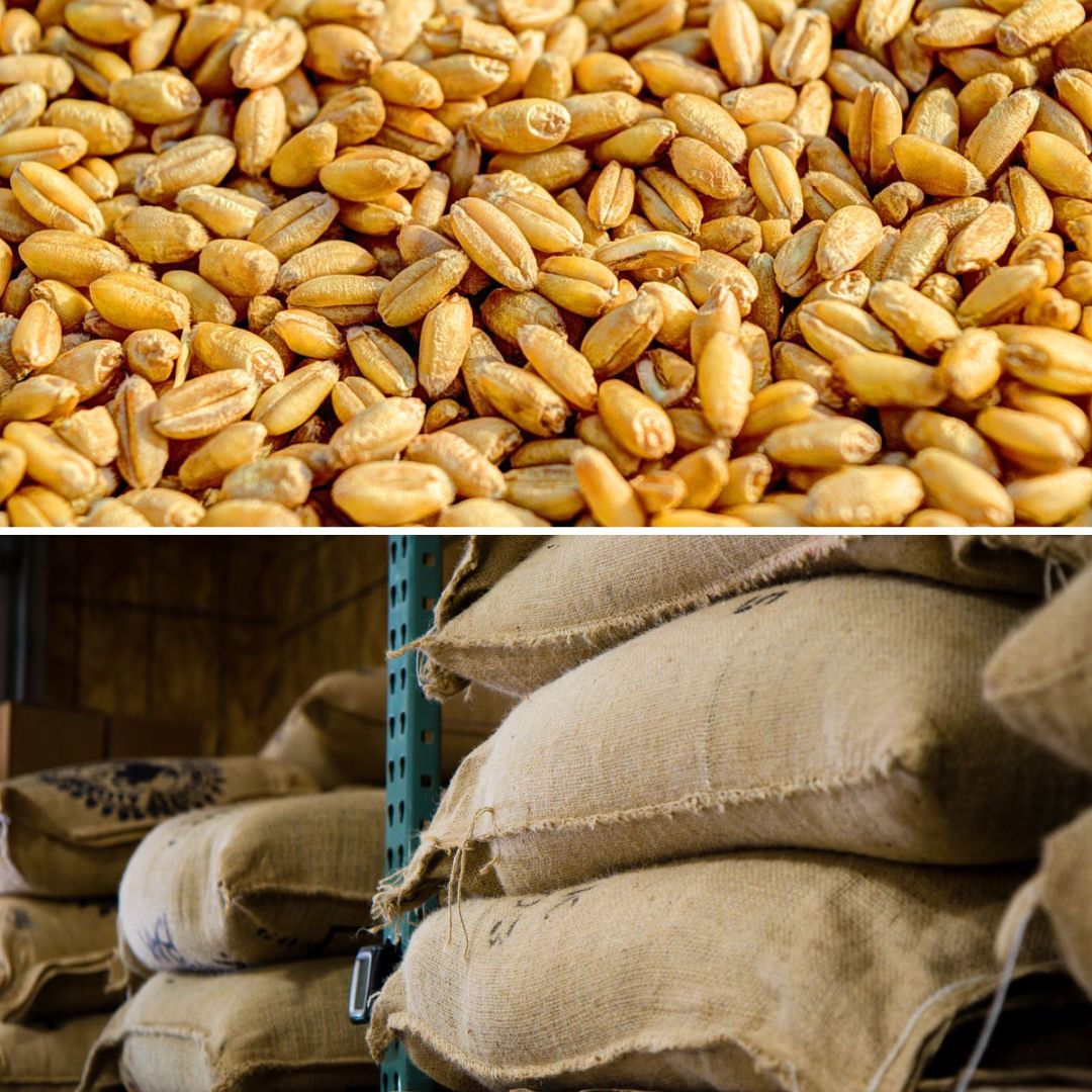 Turkey Declines Permission For Indian Wheat Consignment Over Phytosanitary Concerns