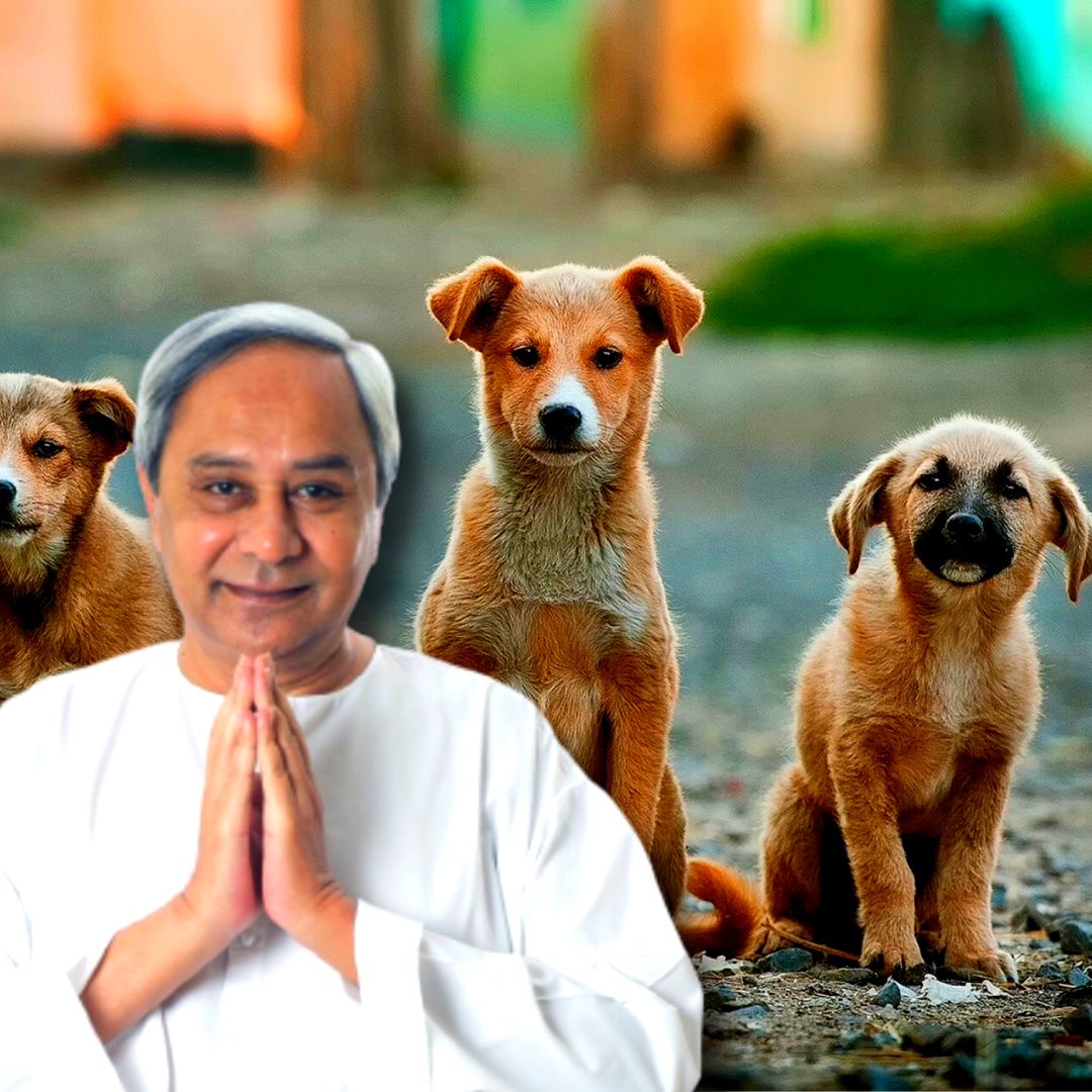 Here To Assist! Odisha Govt Launches Toll-Free Helpline Number For  Protection Of Stray Animals