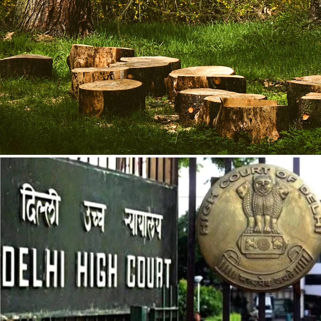 77,000 Trees Cut Down In Delhi With A Rate Of 3 Trees Every Hour In Past 3 Years; HC Told