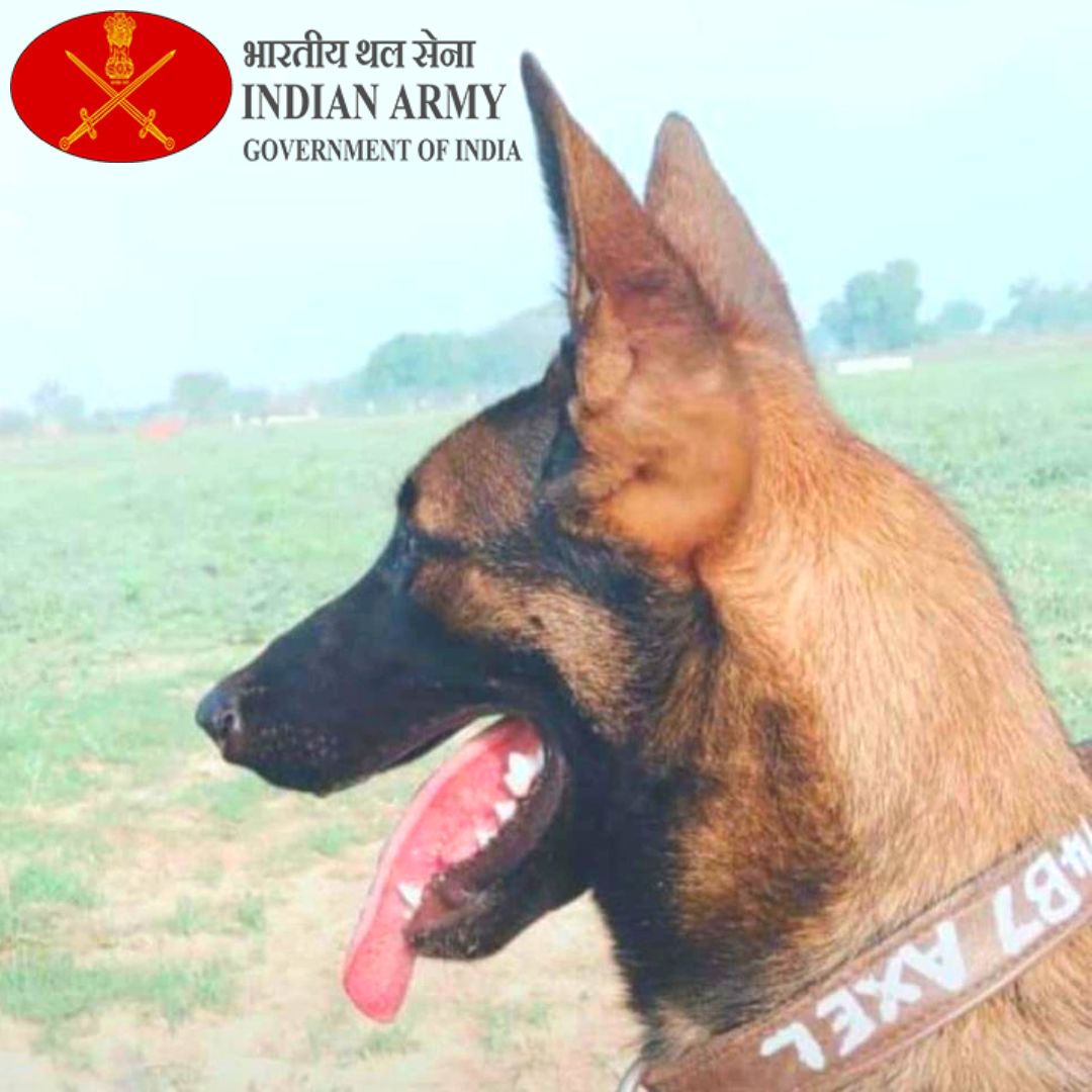 Thank You For Your Service Axel: Tributes Paid To Army Dog Killed In Anti-Terror Operation In J&K