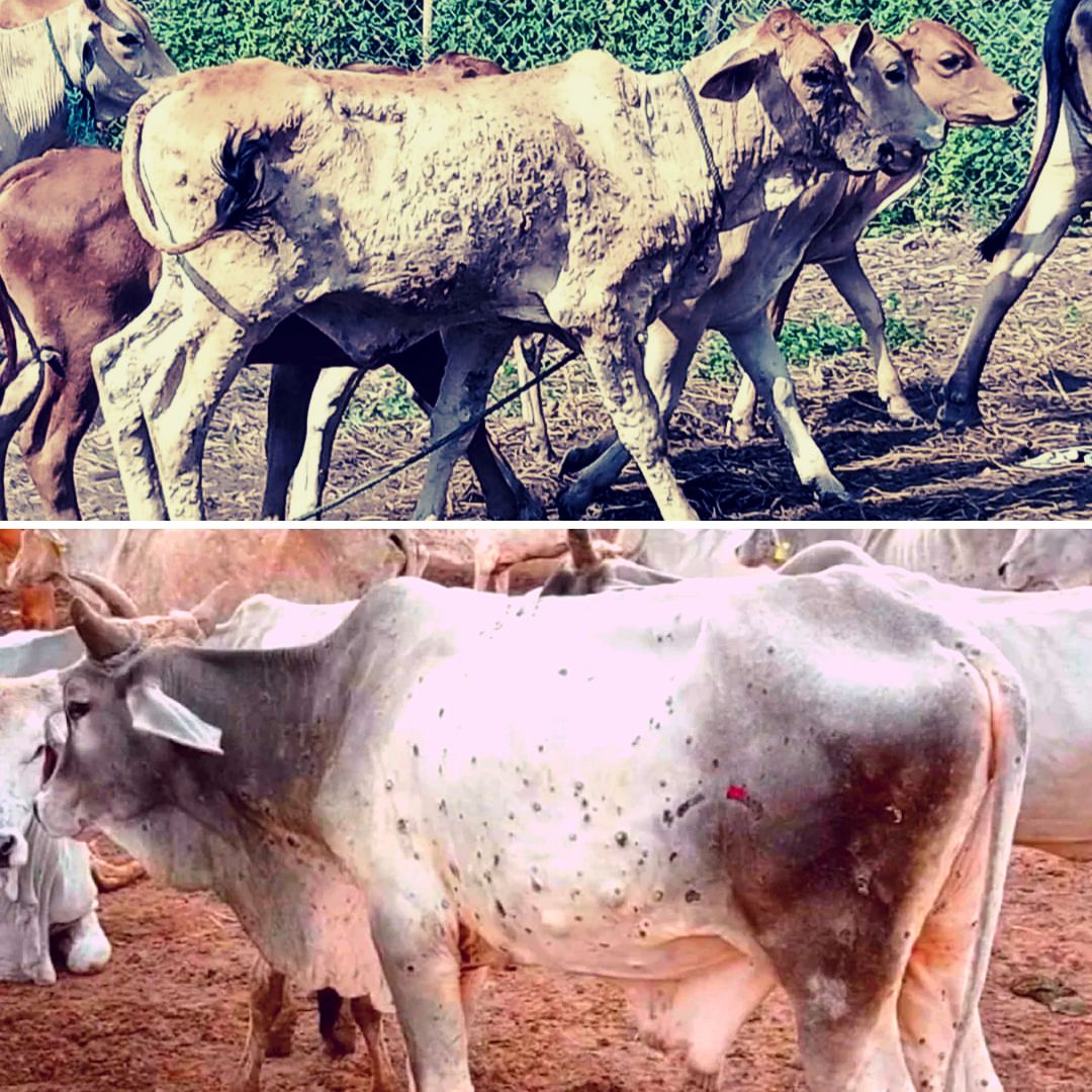 Lumpy Skin Disease Kills Over 1,400 Cattle In Gujarat; Govt Intensifies  Vaccination