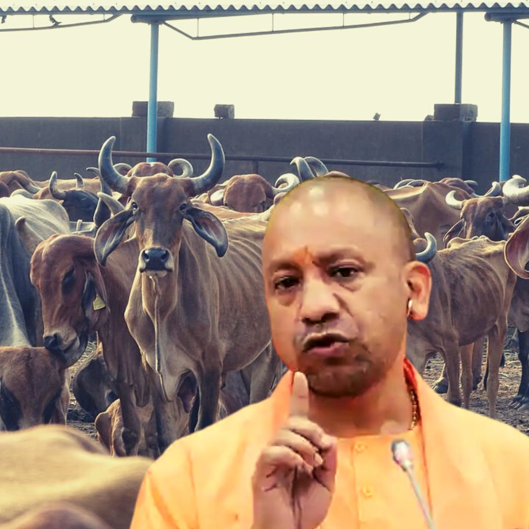 Over 50 Cattle Die At Cow Shelter In UPs Amroha, Probe Ordered