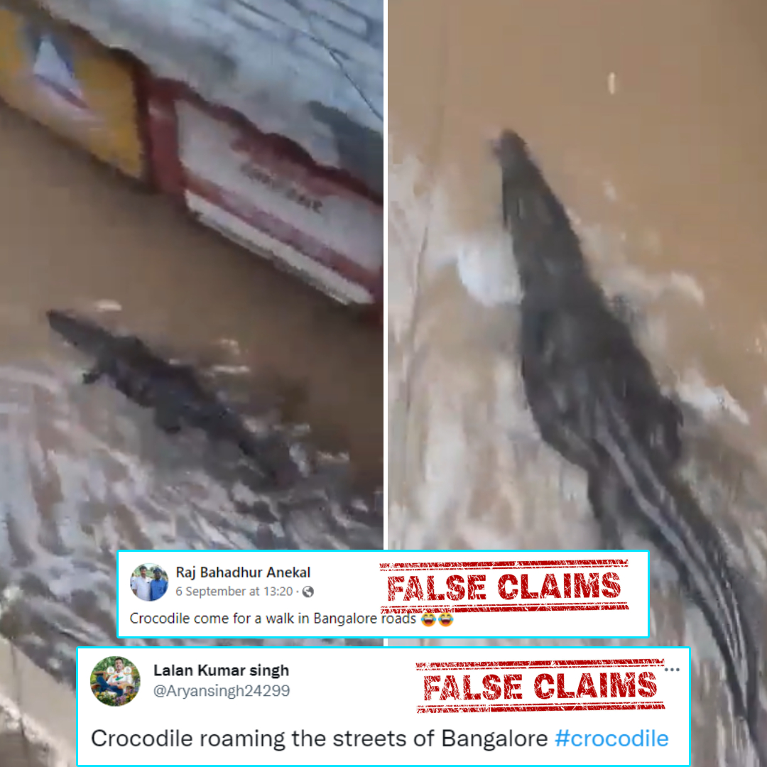 Was This Crocodile Spotted In Waterlogged Bengaluru During Recent Floods? No, Viral Video Is From Madhya Pradesh