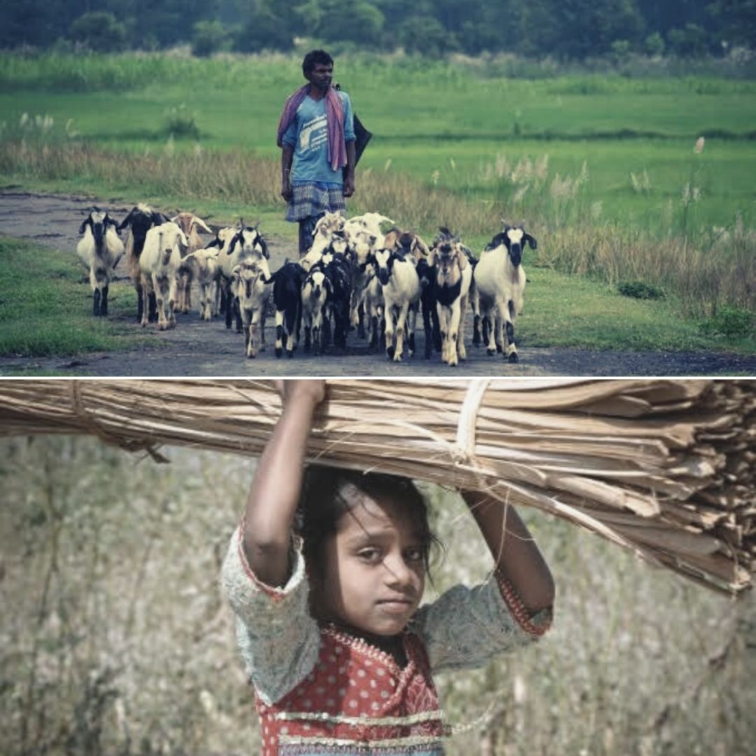 Children From Nashiks Tribal Regions Forced Into Child Labour To Goatherds For Rs 10,000