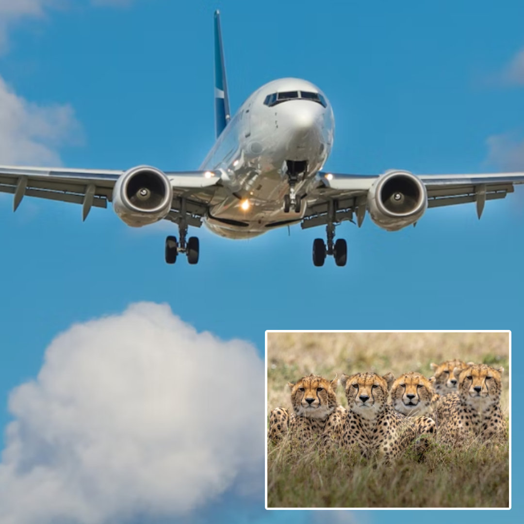 Customised Plane To Bring 8 Big Cats From Namibia To India: Know Everything About Project Cheetah