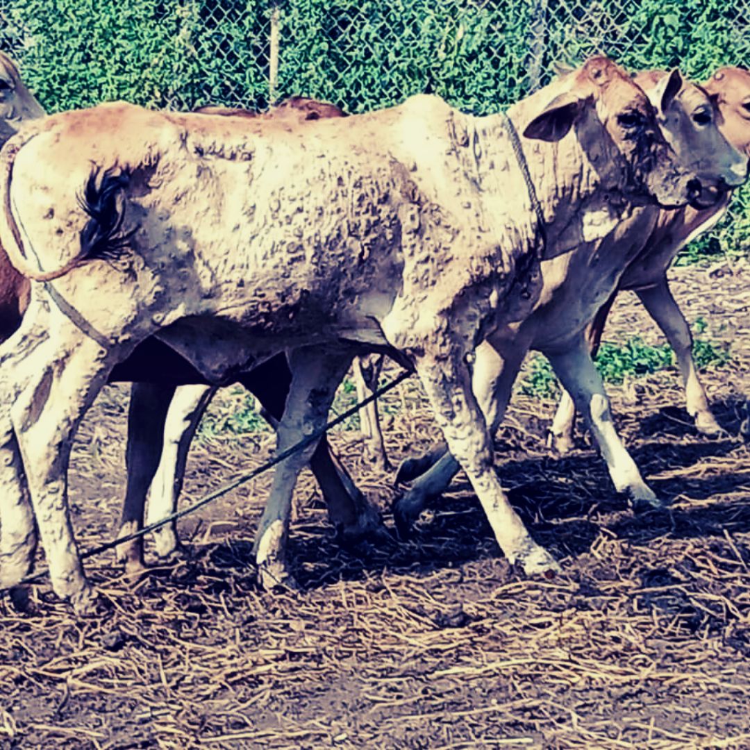 Lumpy Skin Disease: 126 Cattle Dead, 25 Districts Affected By Lumpy Virus  In Maharashtra