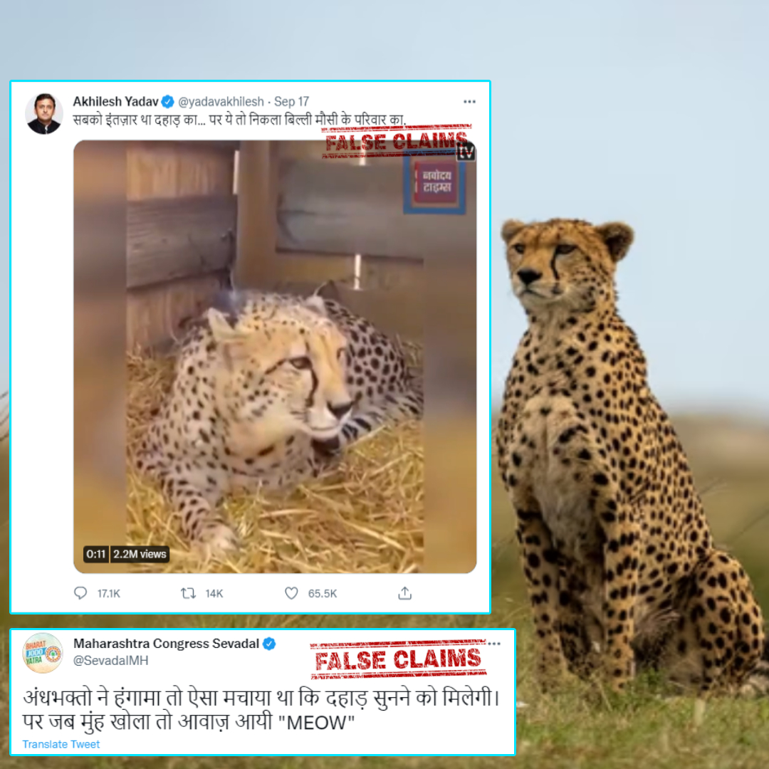 Akhilesh Yadav And Congress Twitter Handle Shares An Old Video To Target Recent Cheetah Project