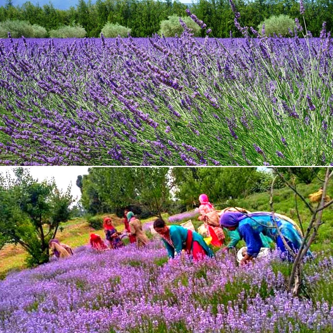 Purple Revolution In J&K: Know How Lavender Cultivation Is Picking Up & Helping Farmers In Valley