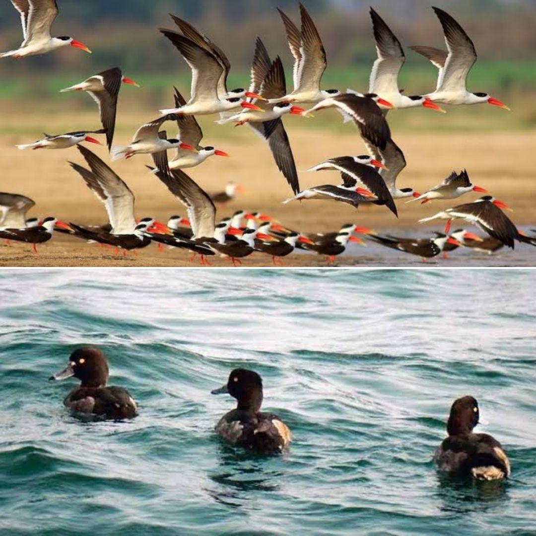 Bargarhs Govindpur District To Be Odishas First Ever Birds Village