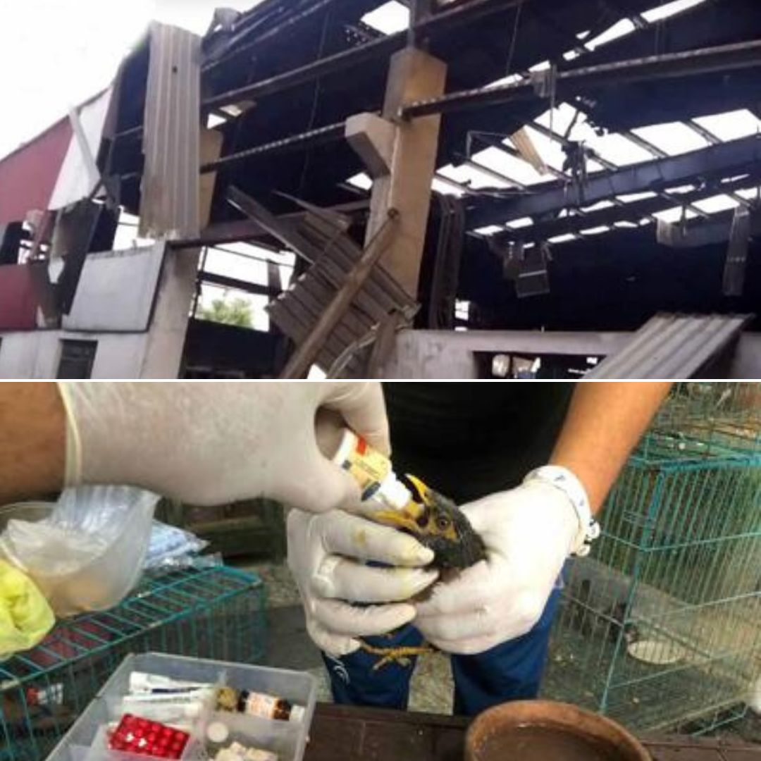 Birds Injured In Ludhiana Factory Explosion To Fly Again, All Credits To This NGOs Efforts