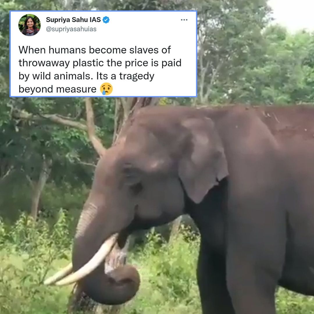 IAS Officer Shares Video Of Elephant Eating Plastic, Expresses Concern Over Impact Of Reckless Waste Disposal On Wildlife