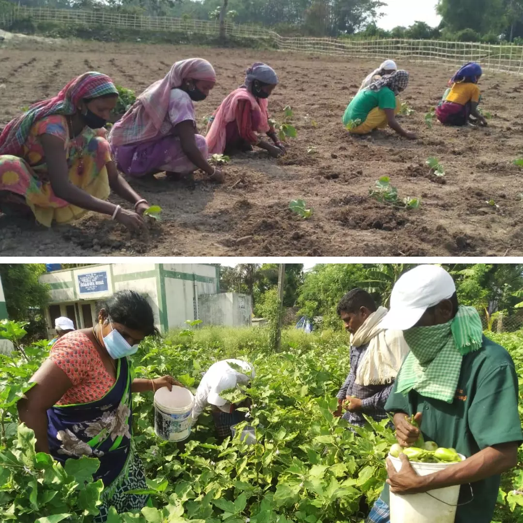 Hunger Issues Tackled Through Kitchen-Gardens In Rural India
