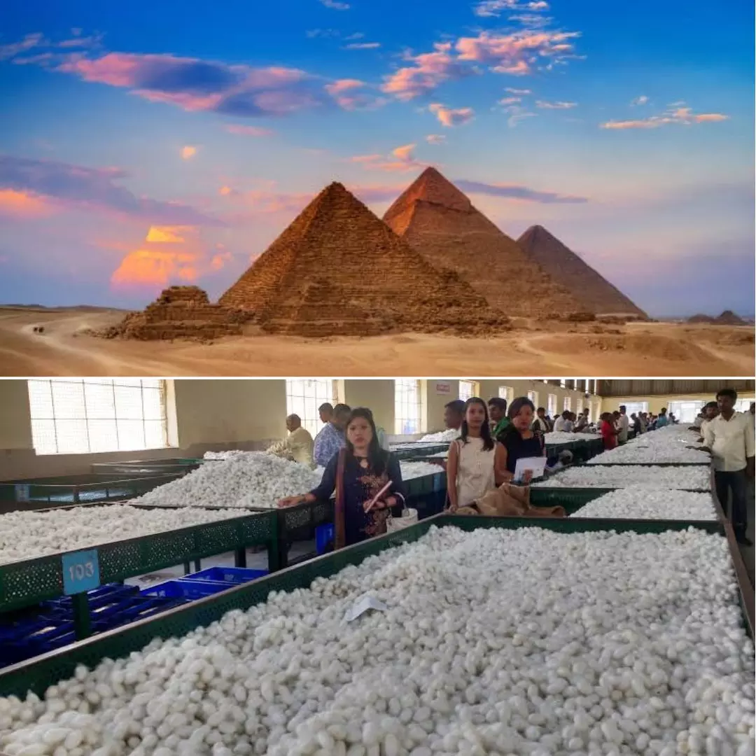 Weaving Learning Experiences! Kashmir Professor To Guide Egypt Agri-Tech Company On Sericulture Production