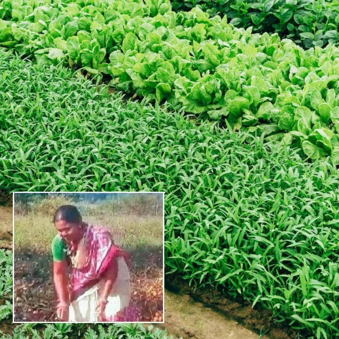 Being Self-Reliant! Woman Sarpanch From Odisha Cultivates Vegetables On Her Land, Encourages Healthy Consumption