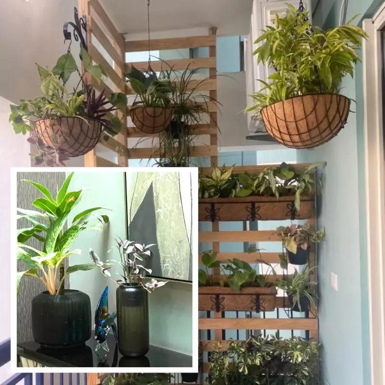 More Than Nursery! Plant Creches Are Unique Solutions To Help Take Care Of Plants In Owners Absence, Know How