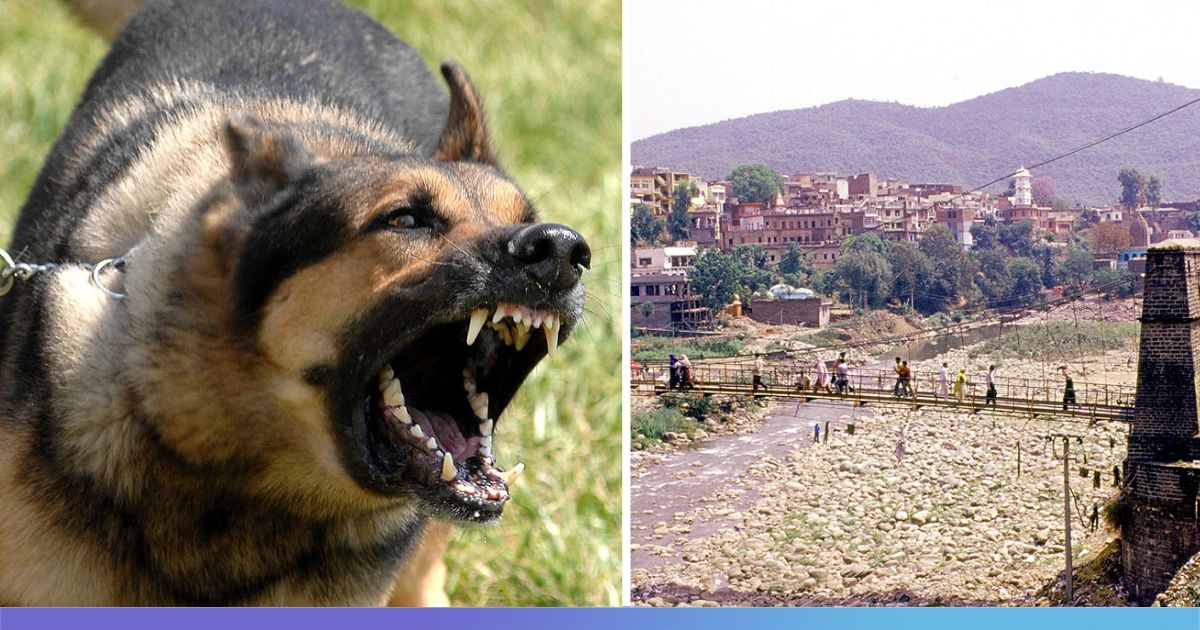 Jammu & Kashmir: Pet Dog's Frantic Barks Save Family From Being Wiped Out  In Rajouri Terror Attack