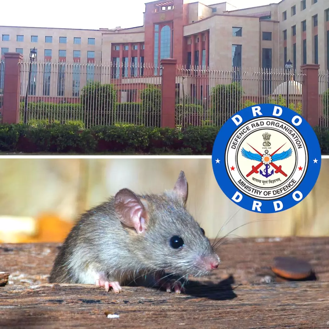 DRDO Scientists Develop Rat Cyborgs For Security Forces To Assist In Intelligence Surveillance & More