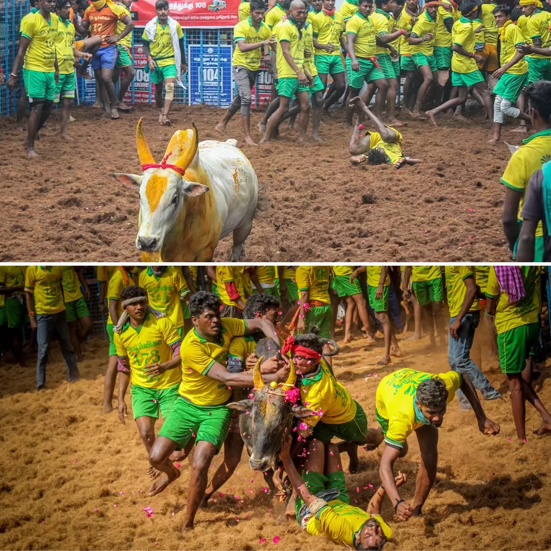 Jallikattu Event: About 60 Injured During Famous Bull-Taming Sport In Tamil Nadus Madurai