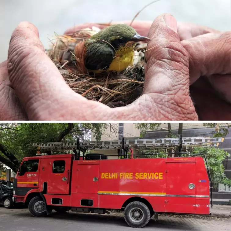 Delhi Fire Services Rescued More Than 7,000 Birds & Animals In 2022, Data Shows