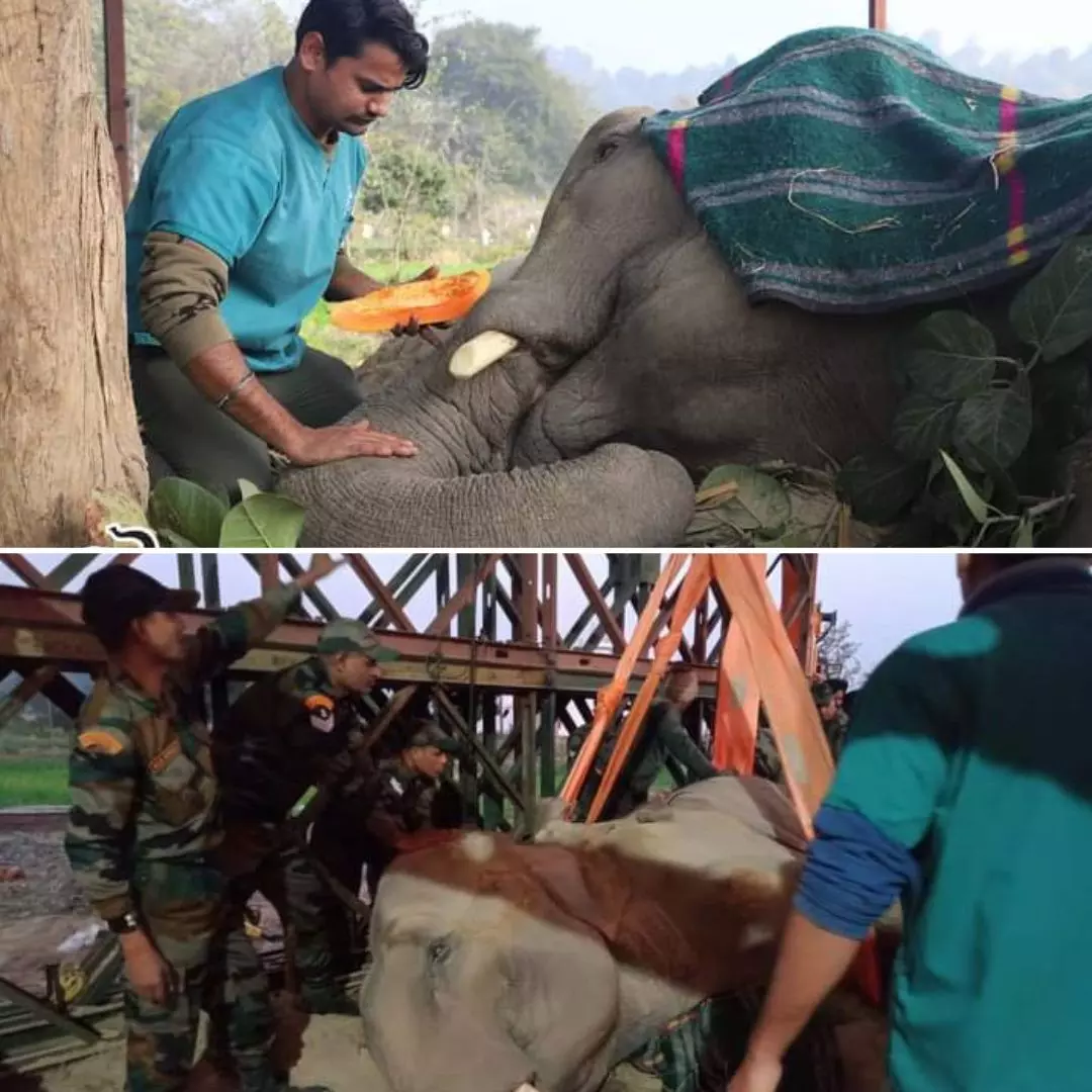 Army Joins Hands With NGO To Rescue 35-Year-Old Elephant Who Collapsed With Deadly Injuries