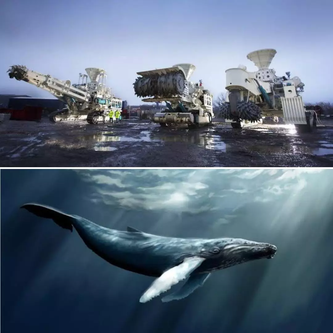 Threatened Ecosystems! Deep Sea Mining Noises Disrupt Whales Communication Frequencies, Reveals Study