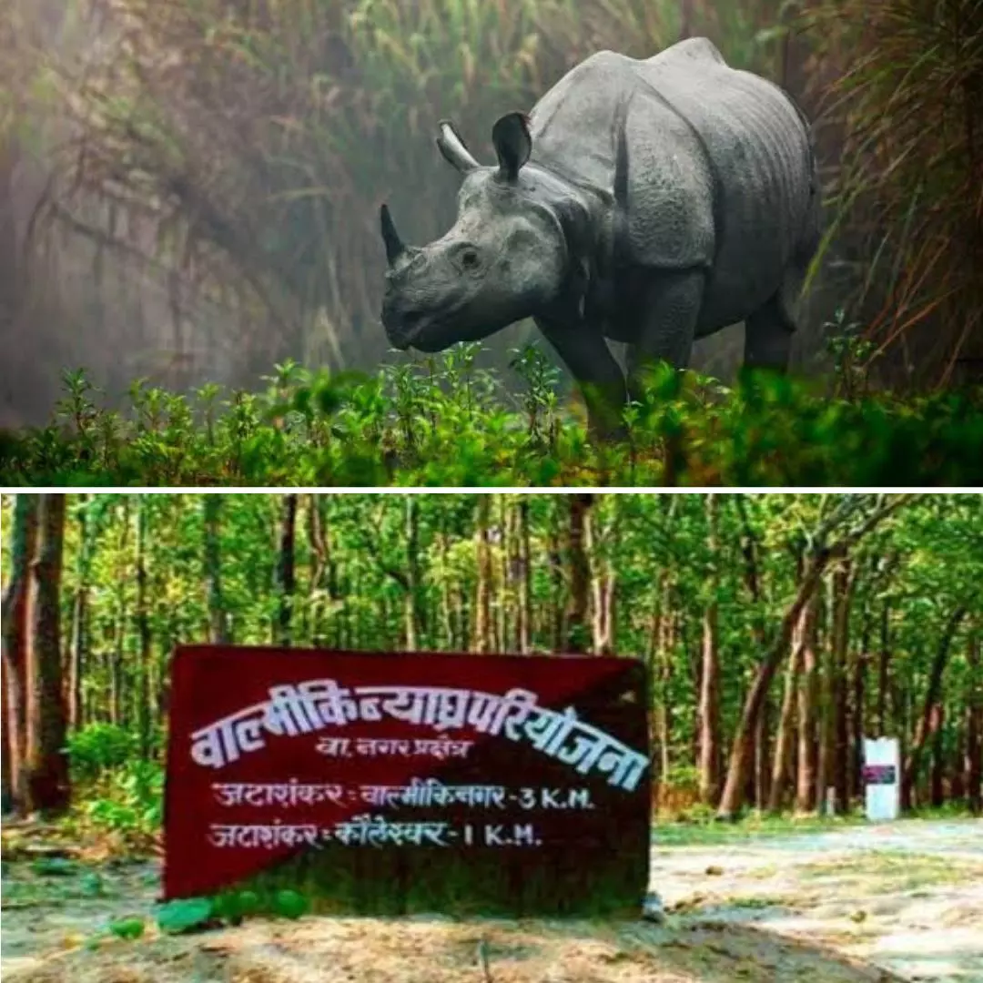 Protecting Wildlife! Bihar To Increase Population Of One-Horned Rhinos By 3% Every Year