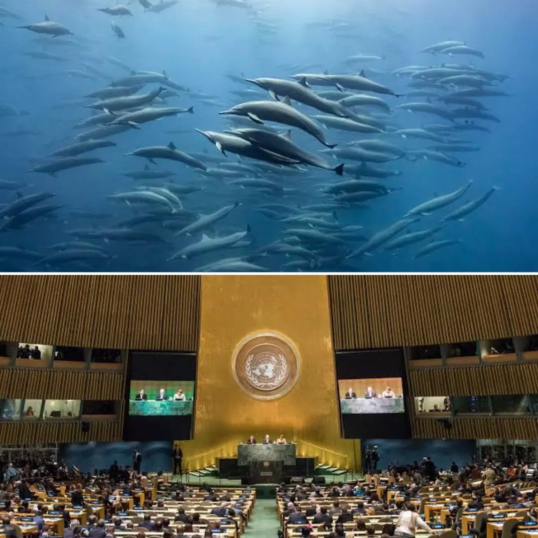 Historic Treaty! UN Members Agree To Protect High Seas After Two Decades Of Discussions