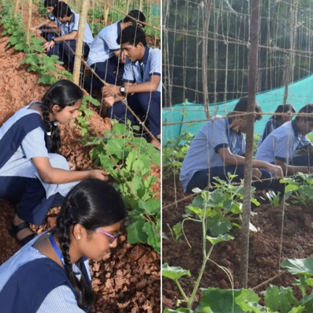 Agriculture Made Compulsory Subject For Classes 6 To 8 In Maharashtra