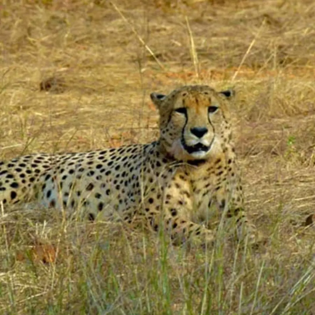 Another Cheetah Dies At Kuno National Park, 7th Death In Last 4 Months