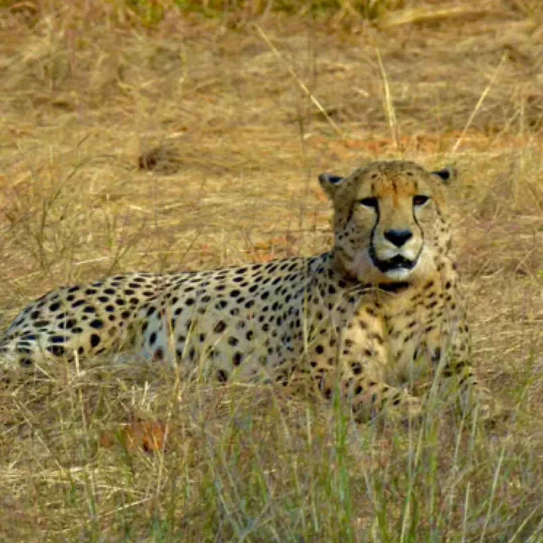 Another Cheetah Dies At Kuno National Park; 8th Death In Last 4 Months
