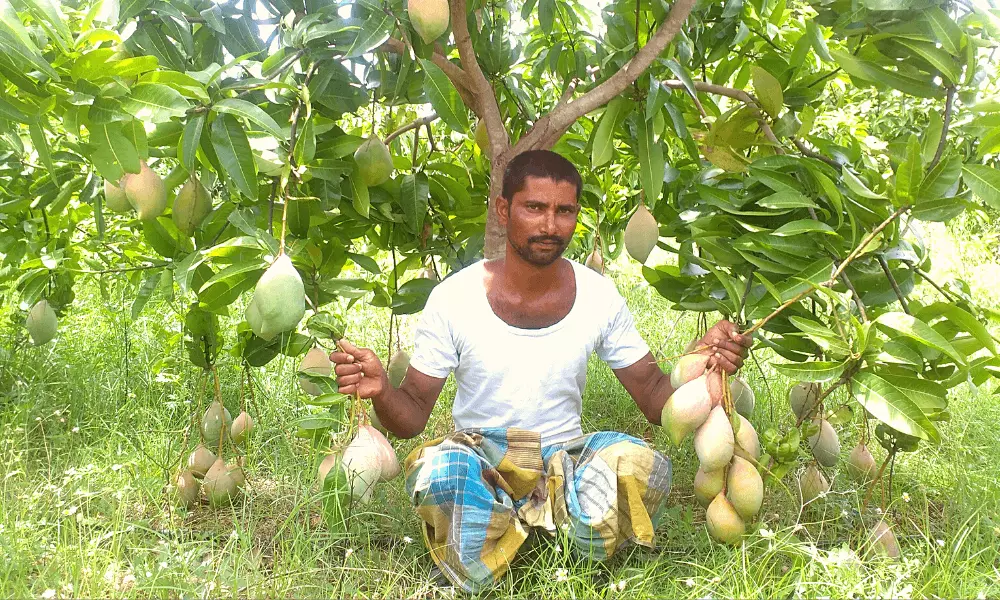 Enhancing The Livelihoods Of Farmers Through Unnati Mango