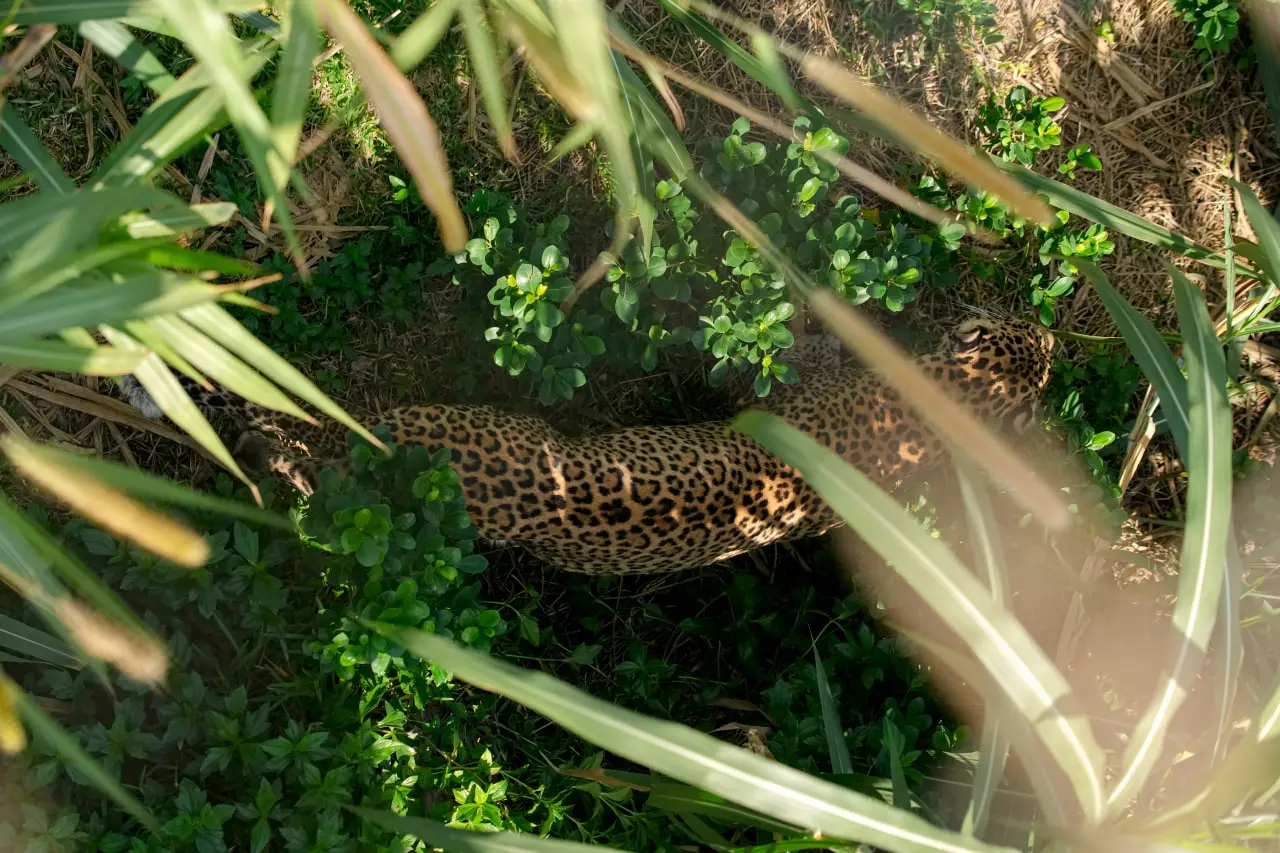 A leopard in the sprawling campus for animal rescue