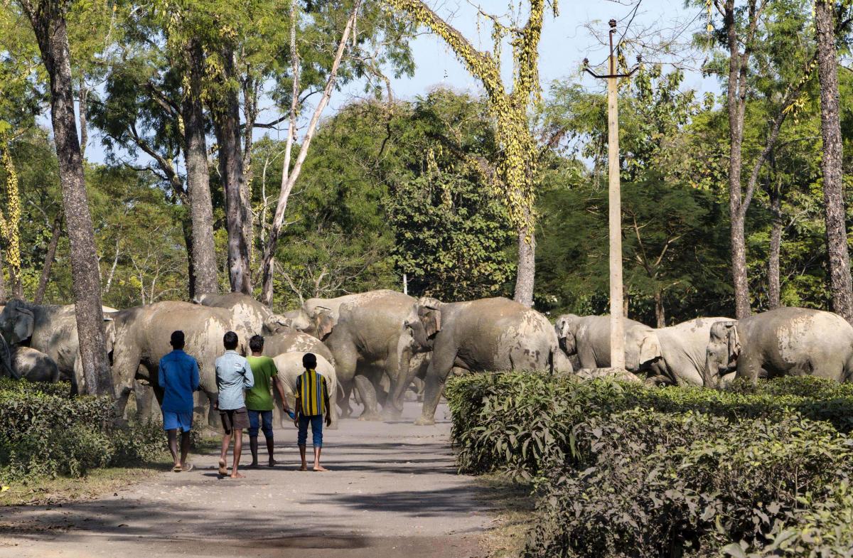26-11-15 Dolaguri- Herd of wild elephants creating havoc among people (8)