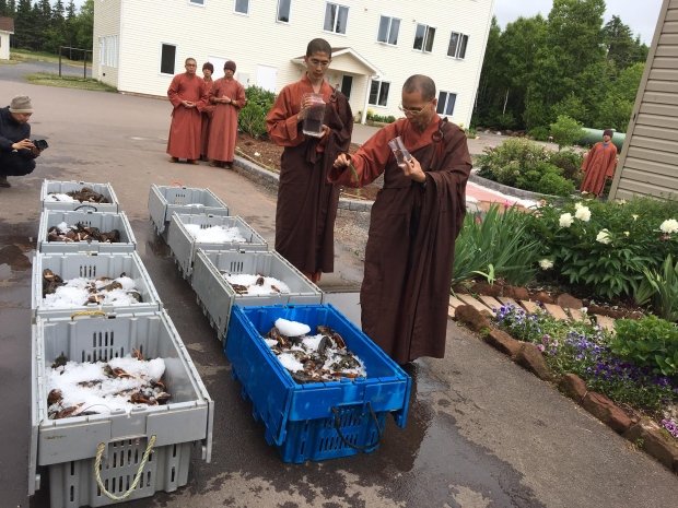 monks-free-lobsters