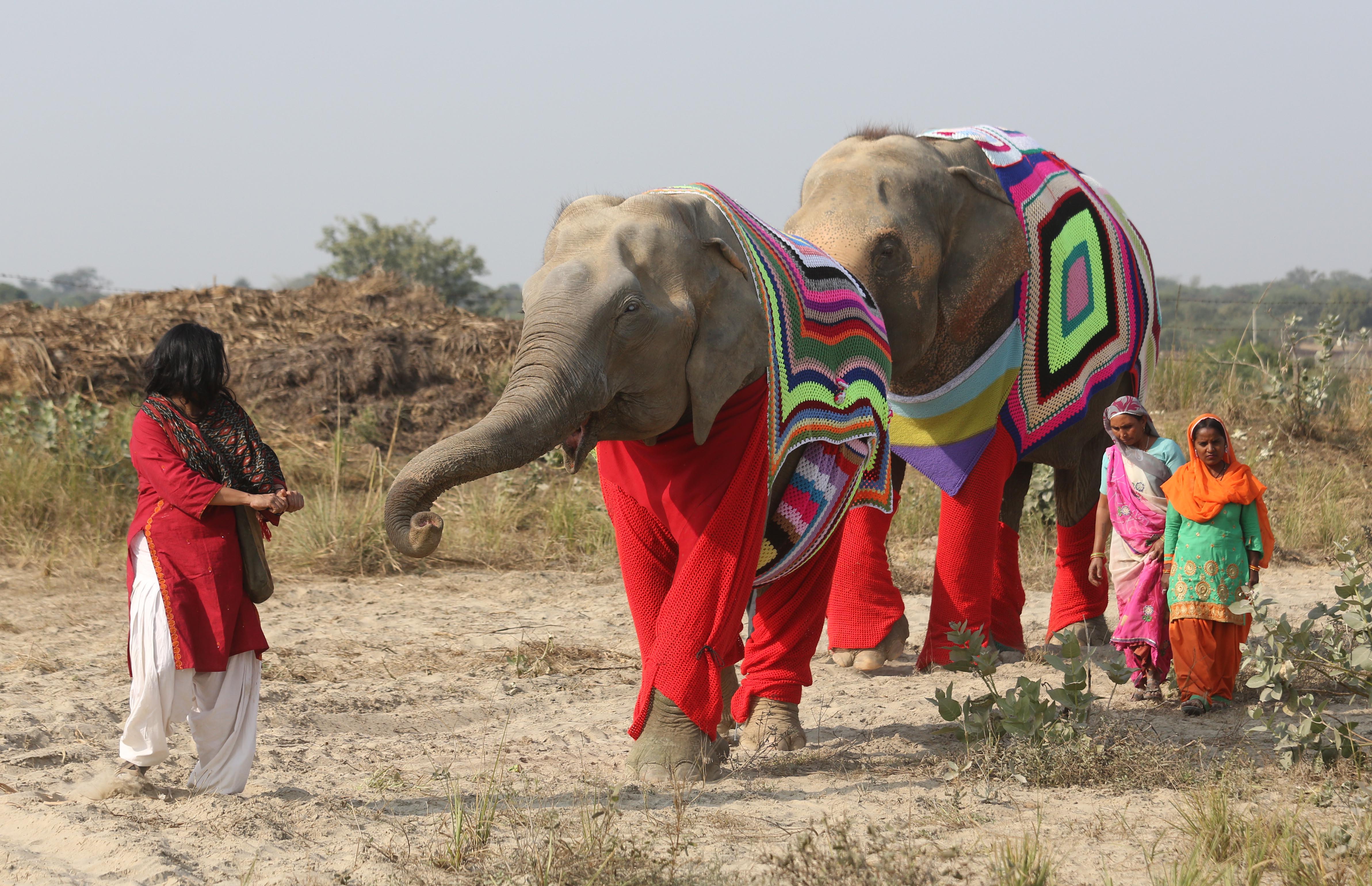 Индийские слоны живут. Индийский слон. Индия слоны. Индийский Слоненок. Индия со слонами.