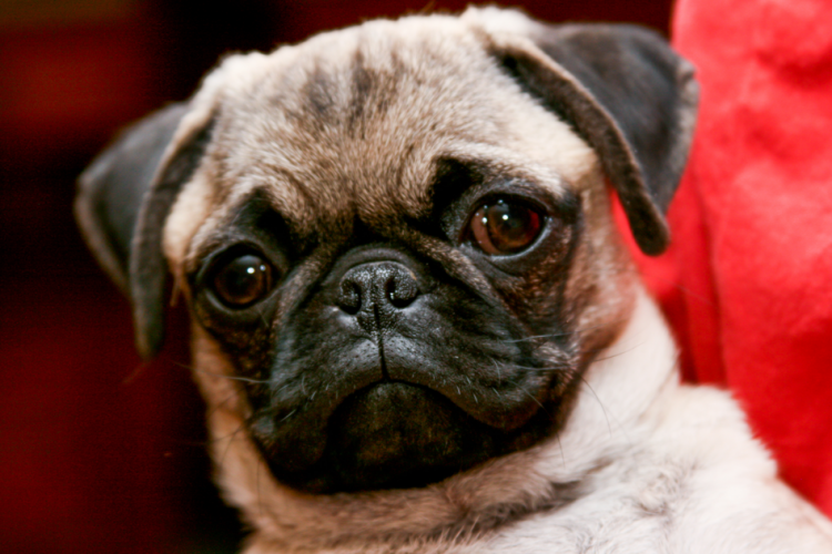 Pug Image