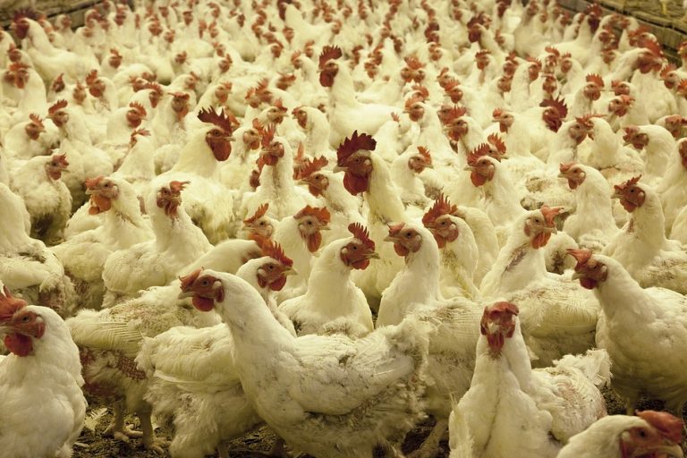 Chicken You Eat Has 'Colistin', An Antibiotic Used For Terminally Ill