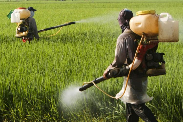 Latest jobs in pesticides companies in pakistan
