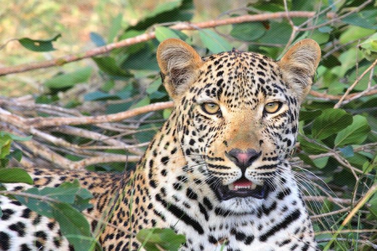 Leopard Attack Bageshwar