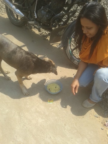 Stray Dogs Feeding